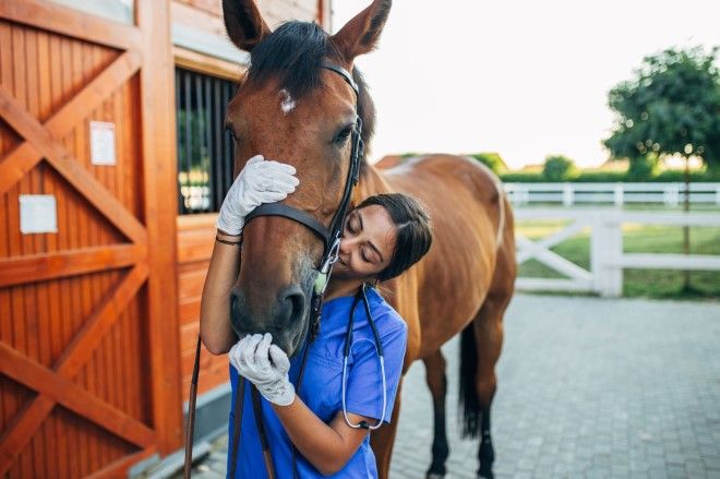 Special offer from Worldpay at London Vet Show